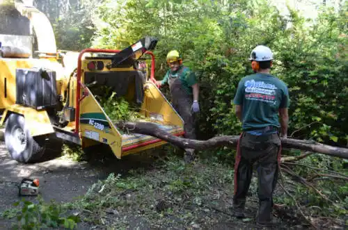 tree services Cahokia